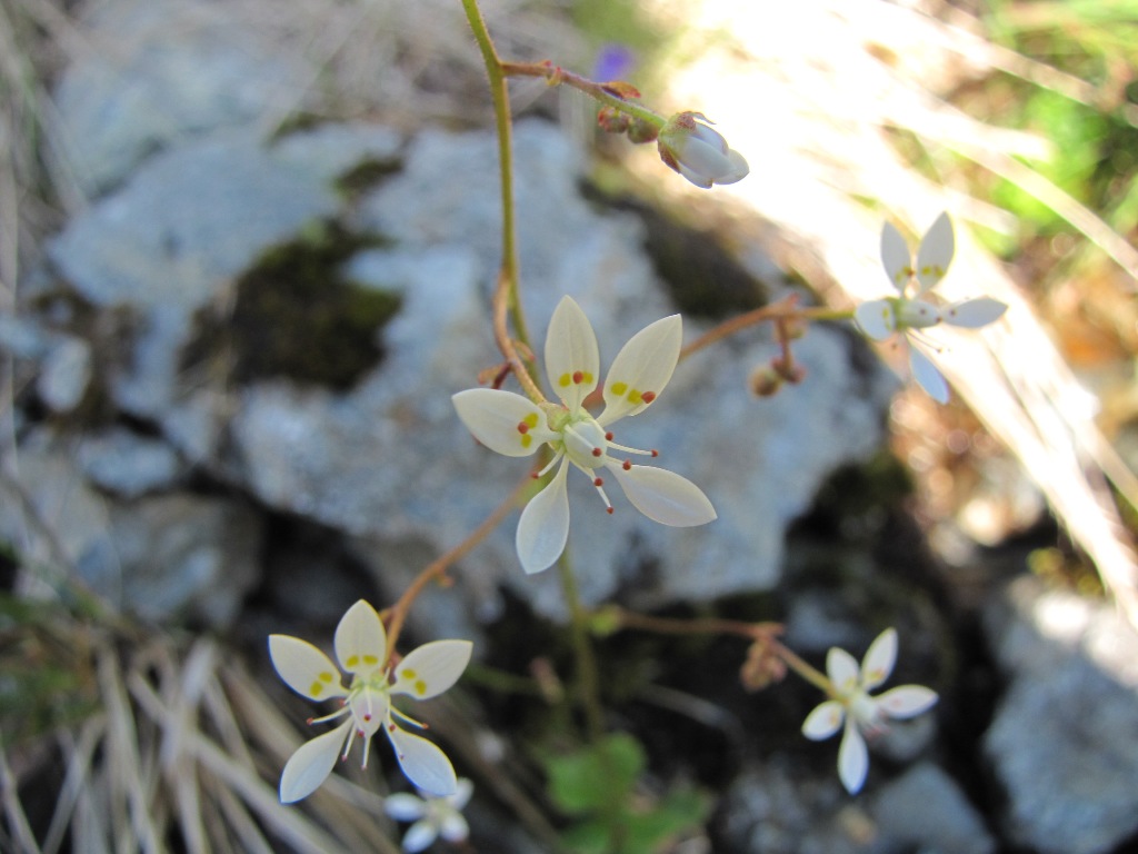 Micranthes engleri (=Saxifraga stellaris) / Sassifraga stellata
